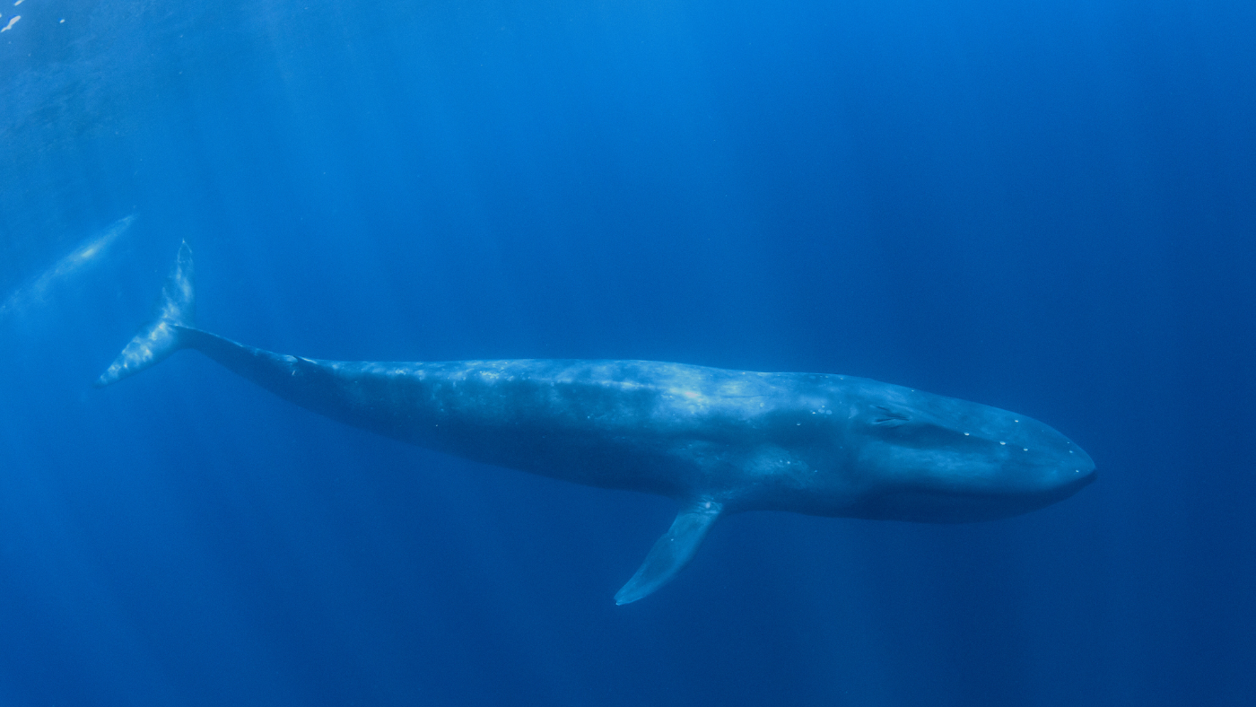 New Darwin Plus Project to Expand Monitoring of Whales and Dolphins in Montserrat Waters