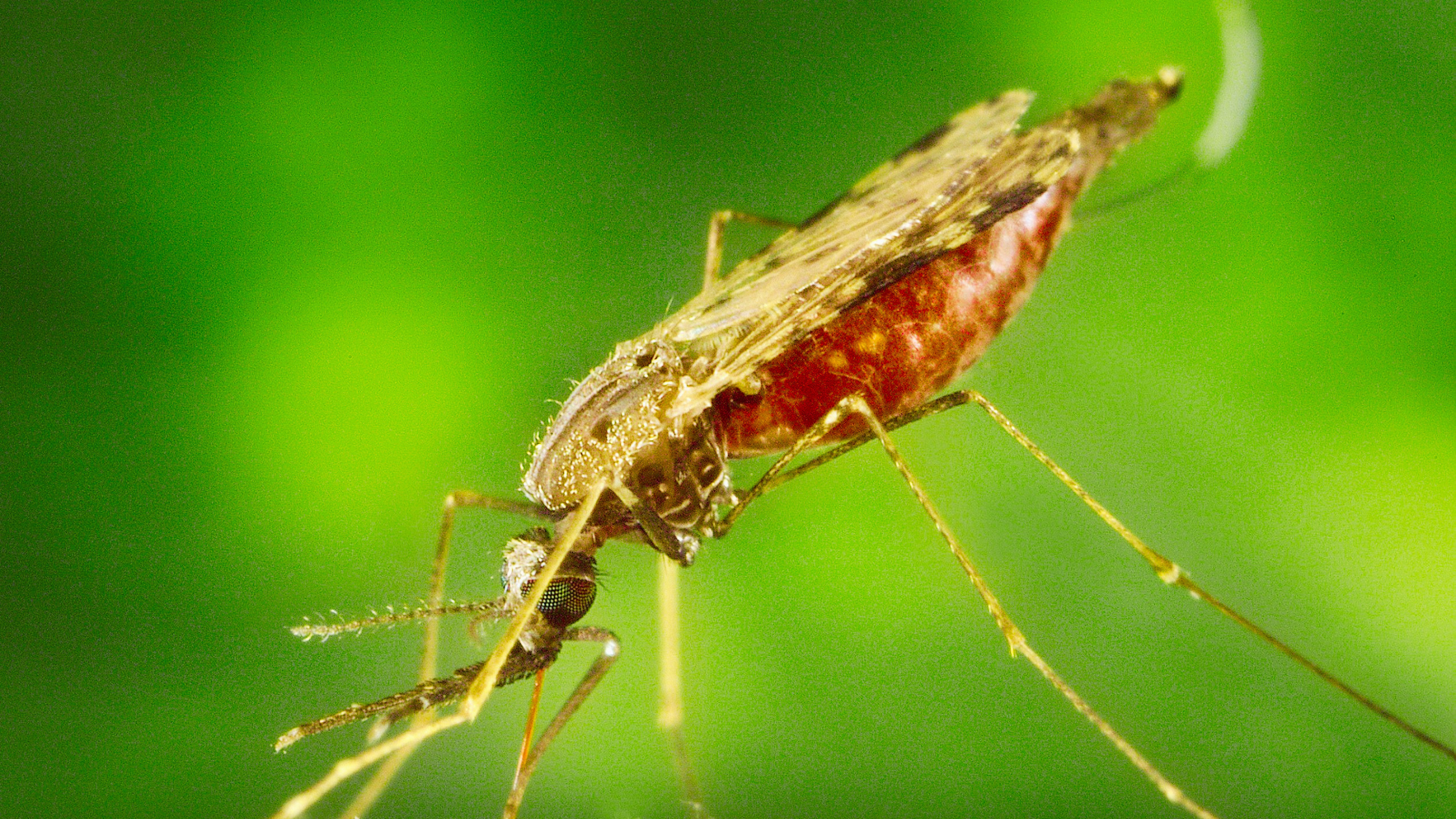Montserrat’s Ministry of Health Monitoring Malaria Cases in Antigua & Barbuda