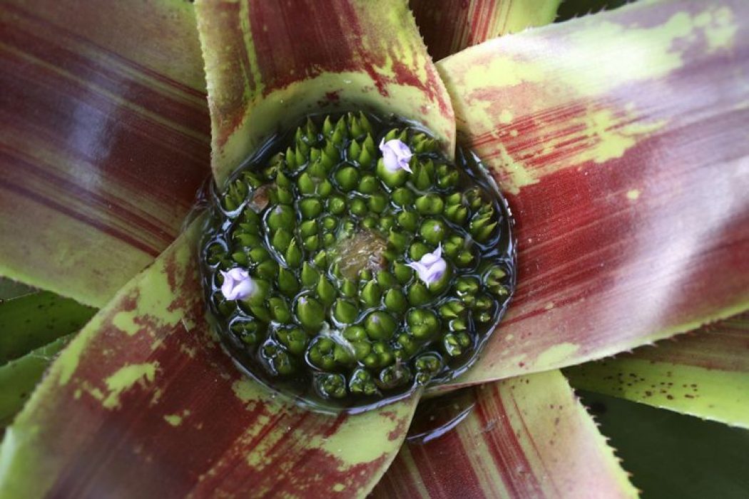 1-10-17-bromeliads2