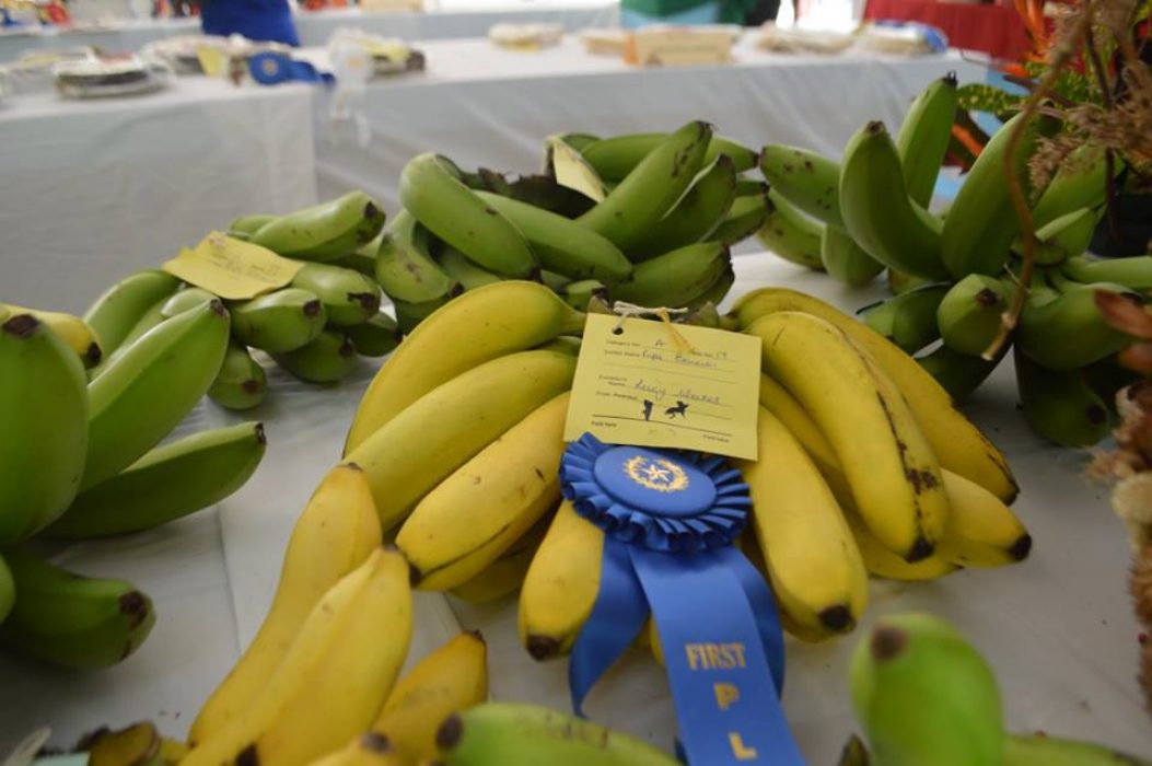 ripe bananas with a blue ribbon