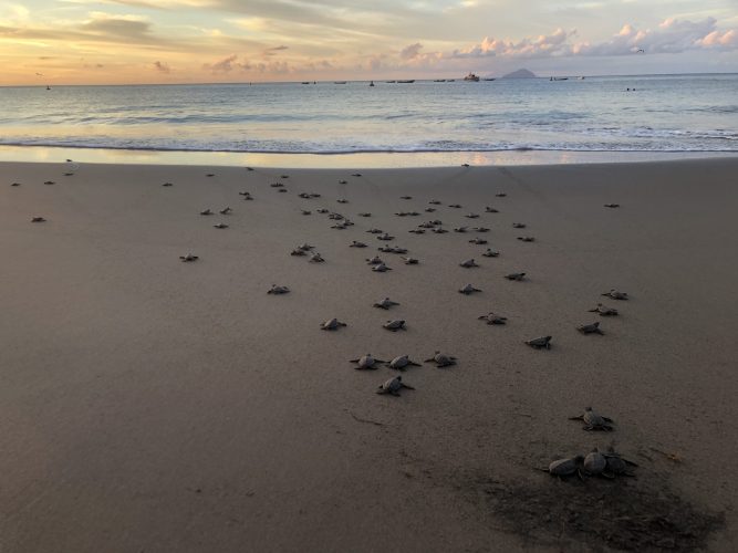 5-23-24- Baby turtles head to the water - Exeter Uni Photo