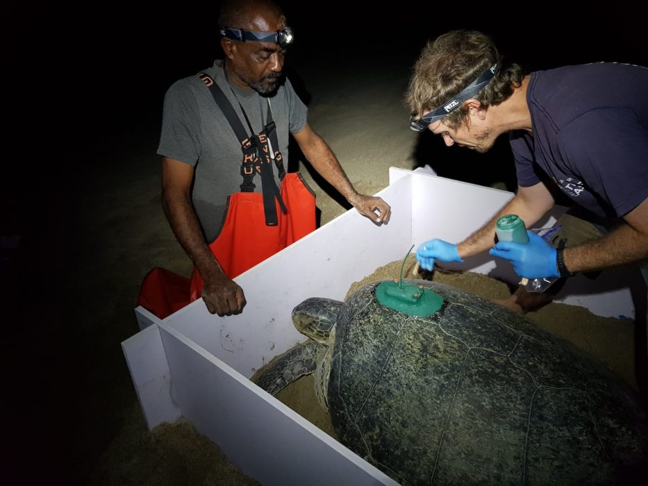 Putting tracker on turtle - Exeter Uni Photo