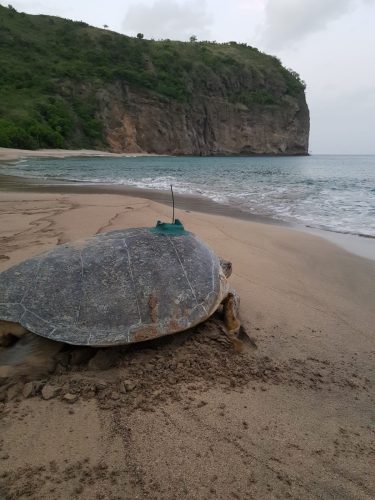 Turtle with tracker on Montserrat beach - Exeter Uni Photo