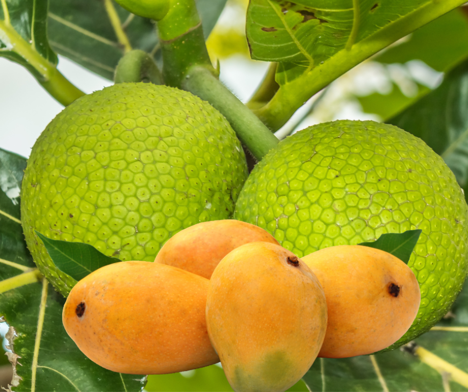 8-2-22-breadfruit and mango fest