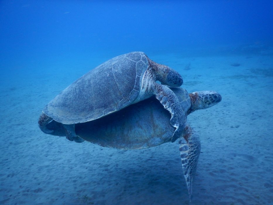 ExeterMarine photo of turtles in Montserrat's waters.