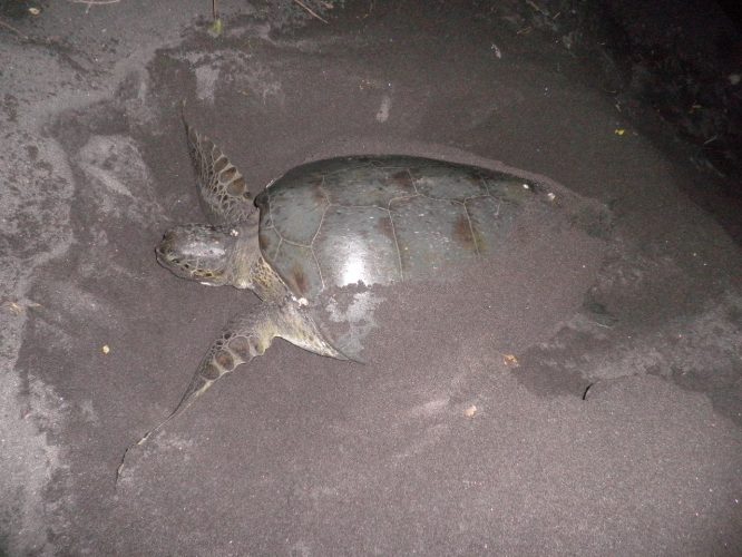 Mother turtles covering with sand on a local beach. (August 2017 photo)