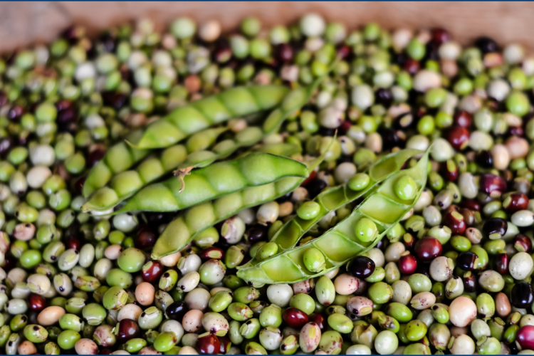 DM - pigeon peas and rice (1)