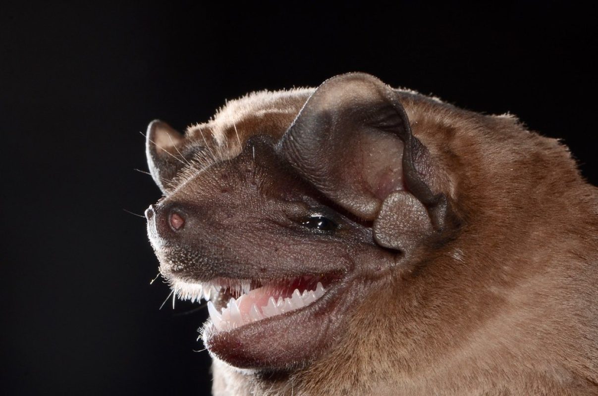 Velvety free-tailed bats are most active at dusk and dawn